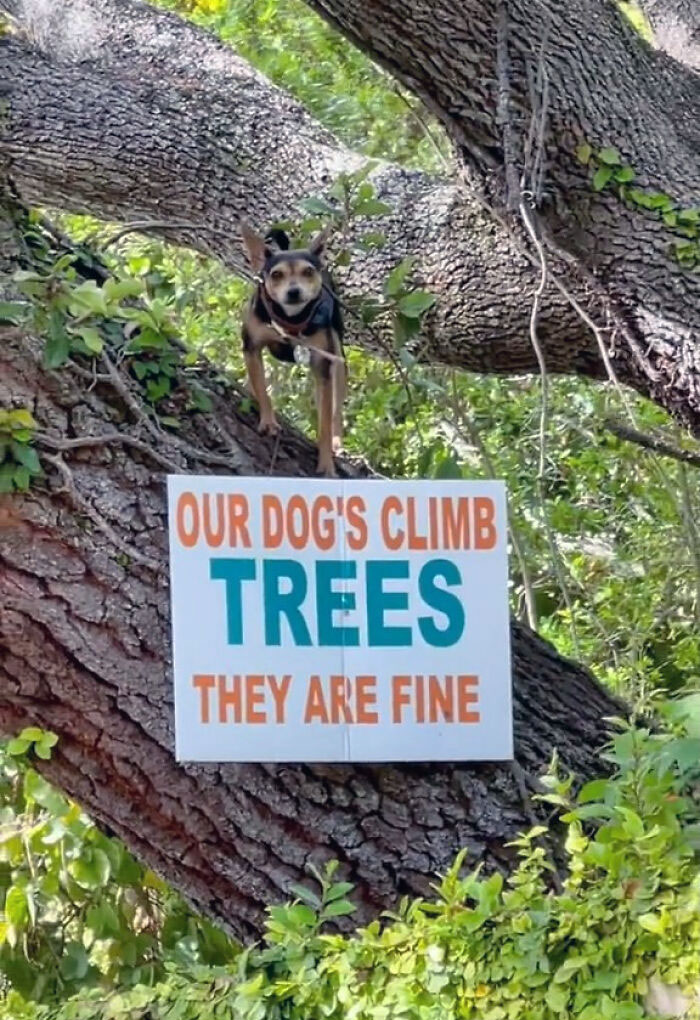 50 Dogs Who Clearly Think They’re Cats, And Honestly, No One Can Blame Them (New Pics)