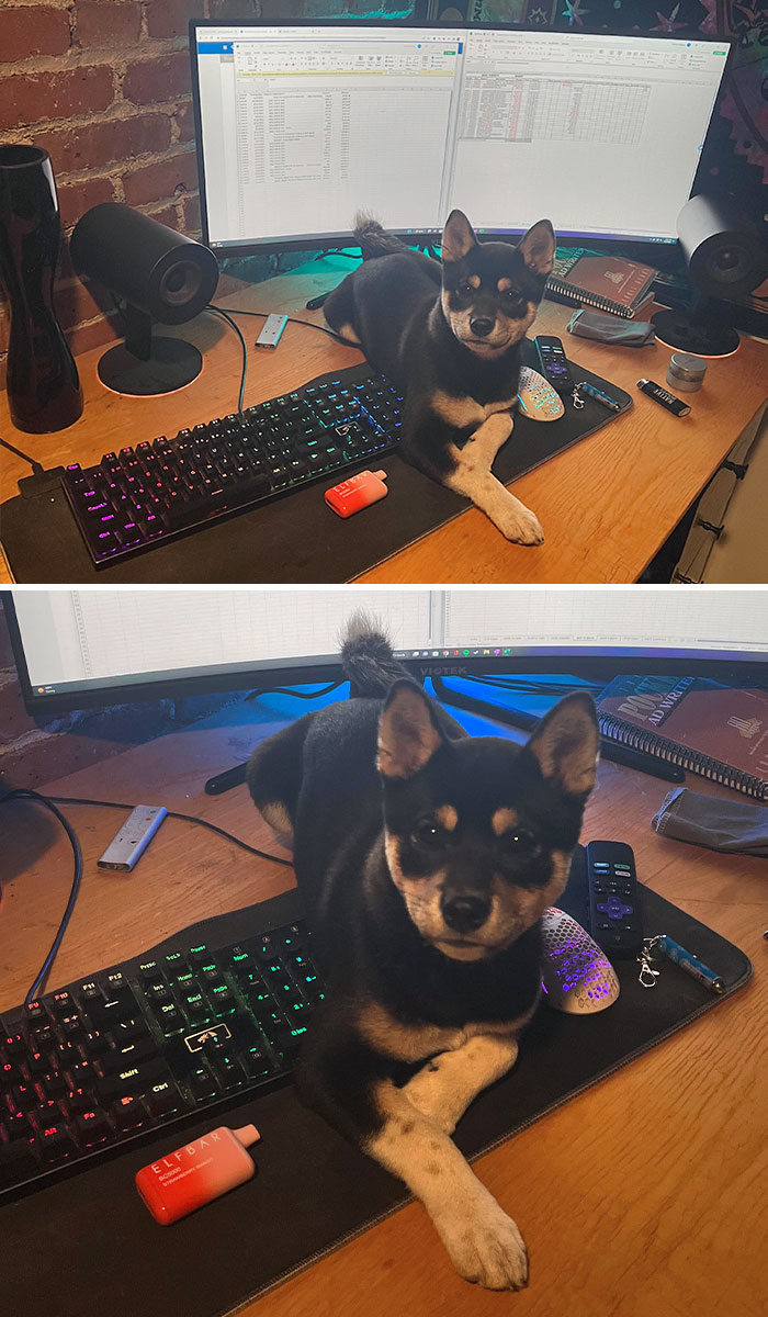 50 Dogs Who Clearly Think They’re Cats, And Honestly, No One Can Blame Them (New Pics)