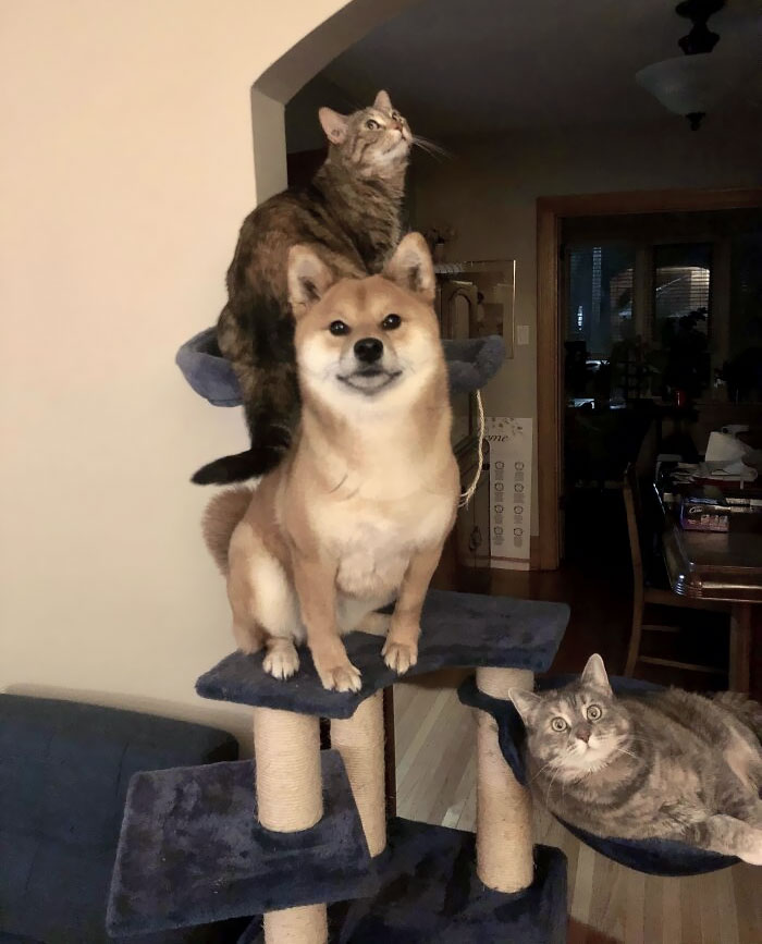 50 Dogs Who Clearly Think They’re Cats, And Honestly, No One Can Blame Them (New Pics)
