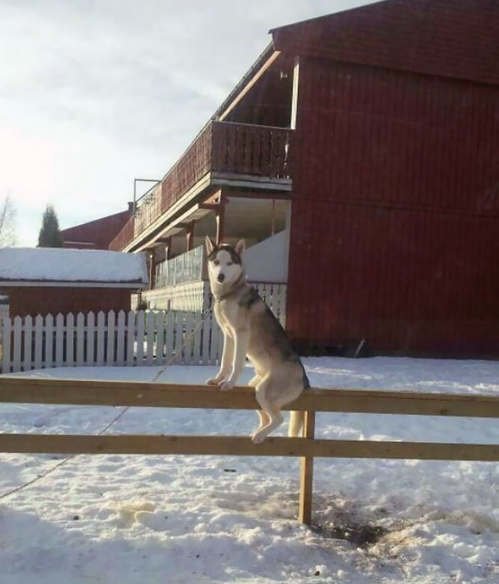 50 Dogs Who Clearly Think They’re Cats, And Honestly, No One Can Blame Them (New Pics)