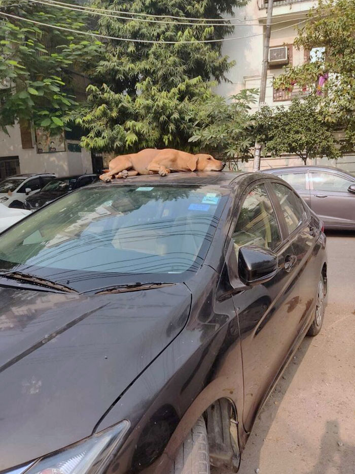 50 Dogs Who Clearly Think They’re Cats, And Honestly, No One Can Blame Them (New Pics)