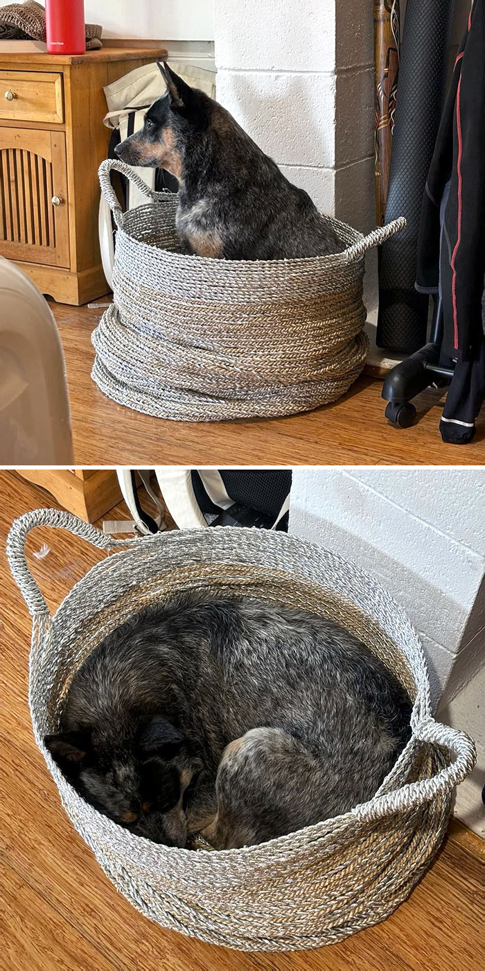 50 Dogs Who Clearly Think They’re Cats, And Honestly, No One Can Blame Them (New Pics)