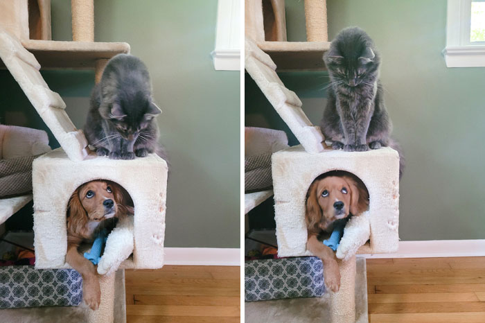 50 Dogs Who Clearly Think They’re Cats, And Honestly, No One Can Blame Them (New Pics)
