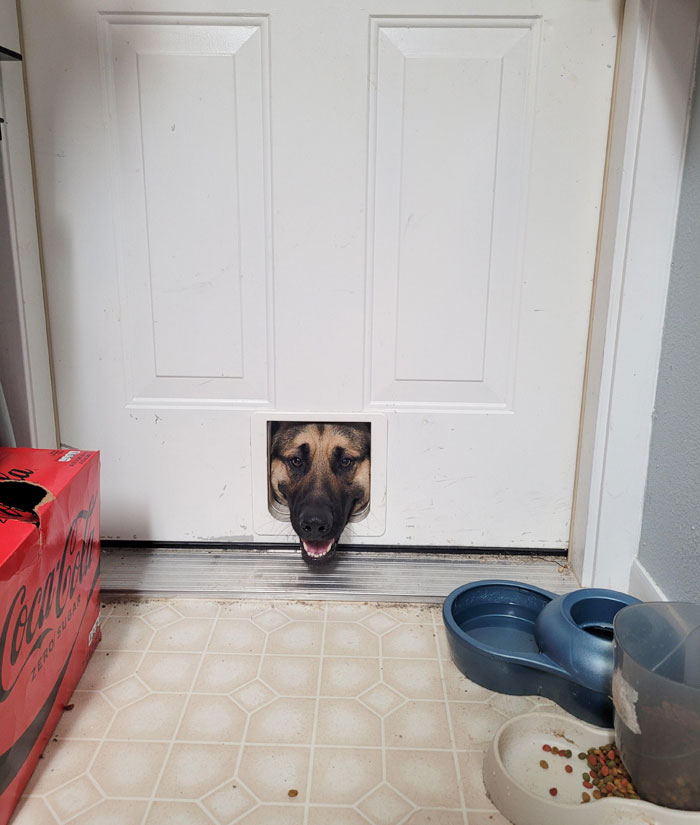 50 Dogs Who Clearly Think They’re Cats, And Honestly, No One Can Blame Them (New Pics)