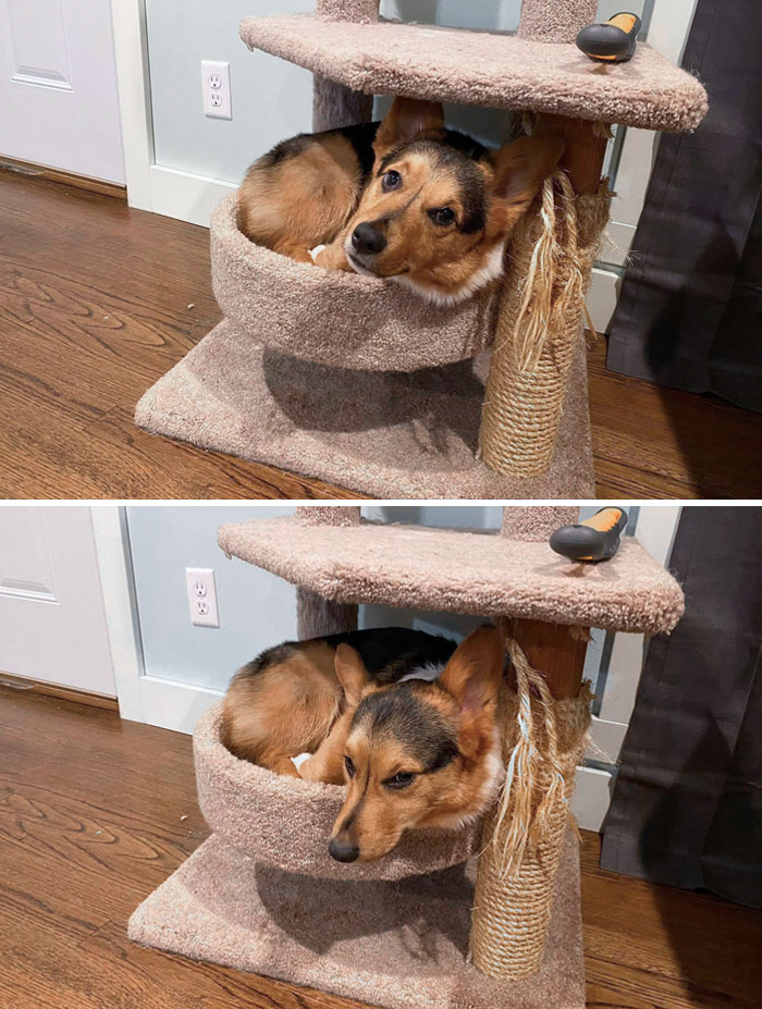 50 Dogs Who Clearly Think They’re Cats, And Honestly, No One Can Blame Them (New Pics)