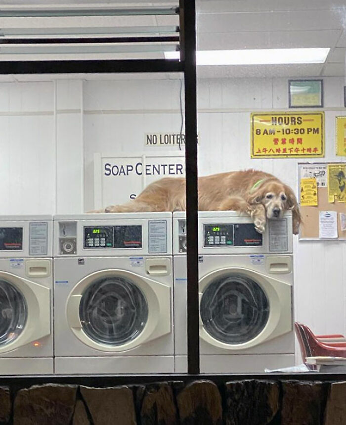 50 Dogs Who Clearly Think They’re Cats, And Honestly, No One Can Blame Them (New Pics)