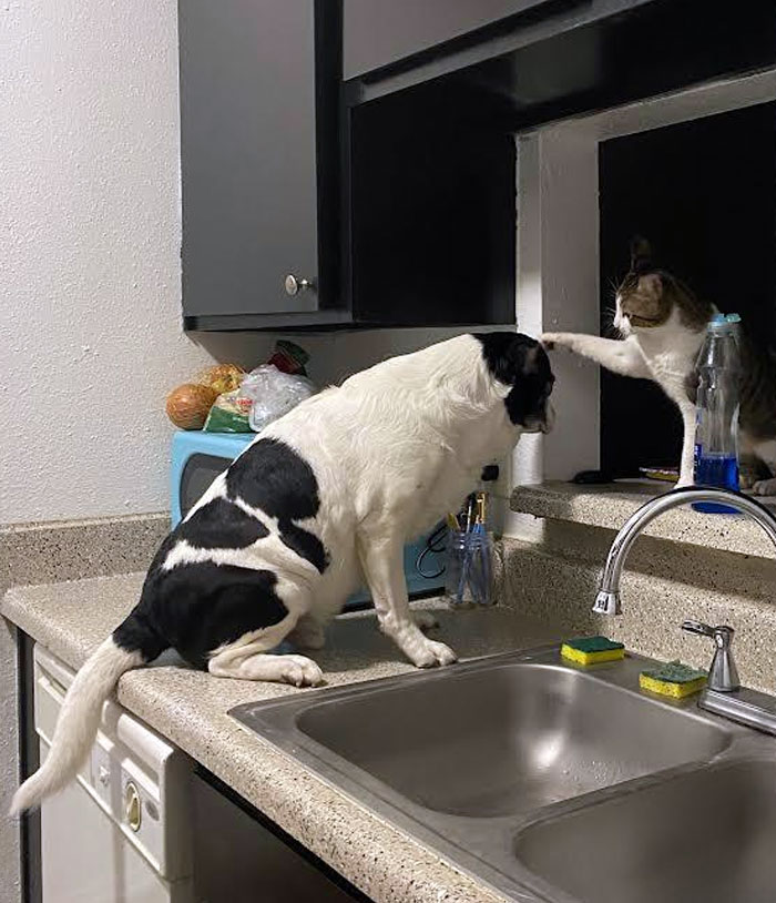 50 Dogs Who Clearly Think They’re Cats, And Honestly, No One Can Blame Them (New Pics)