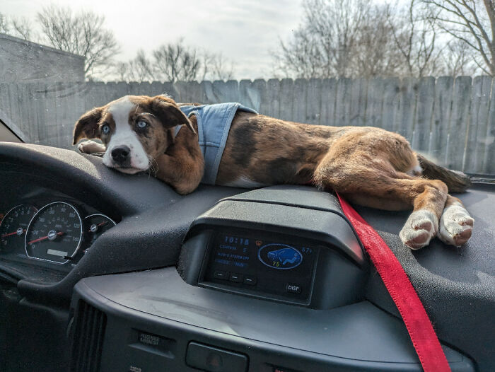 50 Dogs Who Clearly Think They’re Cats, And Honestly, No One Can Blame Them (New Pics)