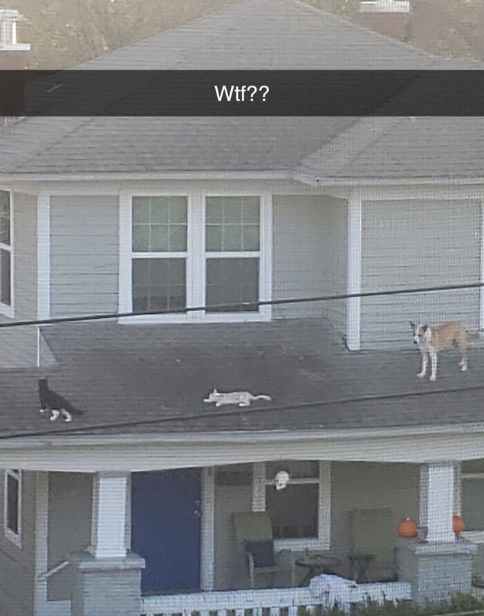 50 Dogs Who Clearly Think They’re Cats, And Honestly, No One Can Blame Them (New Pics)