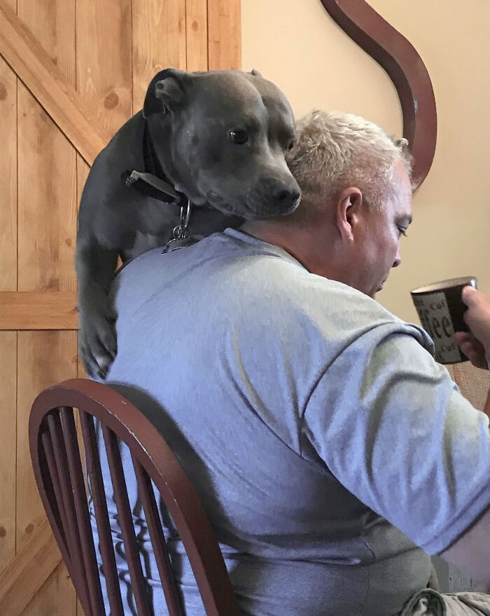 50 Dogs Who Clearly Think They’re Cats, And Honestly, No One Can Blame Them (New Pics)
