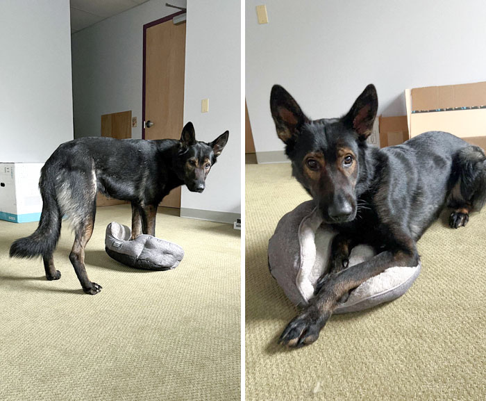 50 Dogs Who Clearly Think They’re Cats, And Honestly, No One Can Blame Them (New Pics)