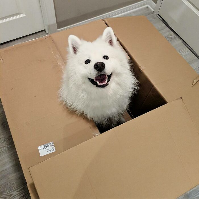 50 Dogs Who Clearly Think They’re Cats, And Honestly, No One Can Blame Them (New Pics)