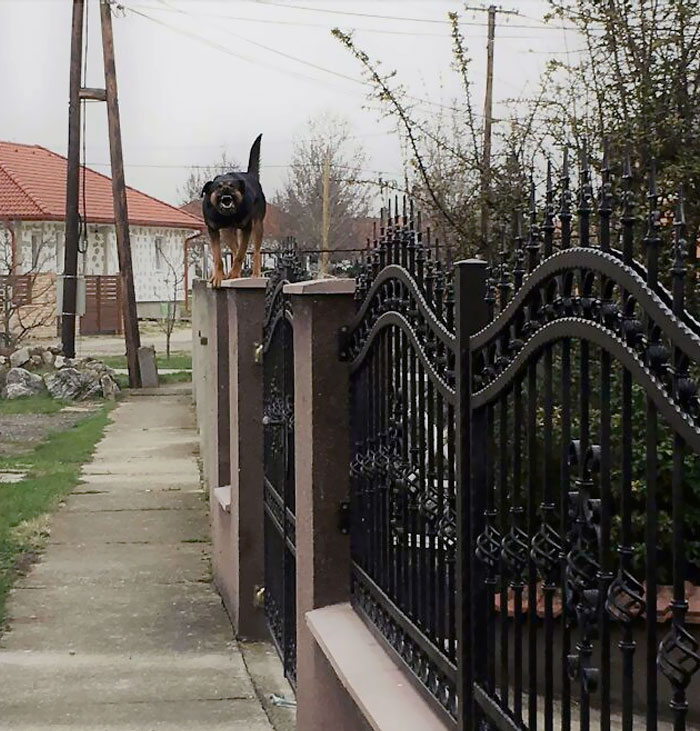 50 Dogs Who Clearly Think They’re Cats, And Honestly, No One Can Blame Them (New Pics)