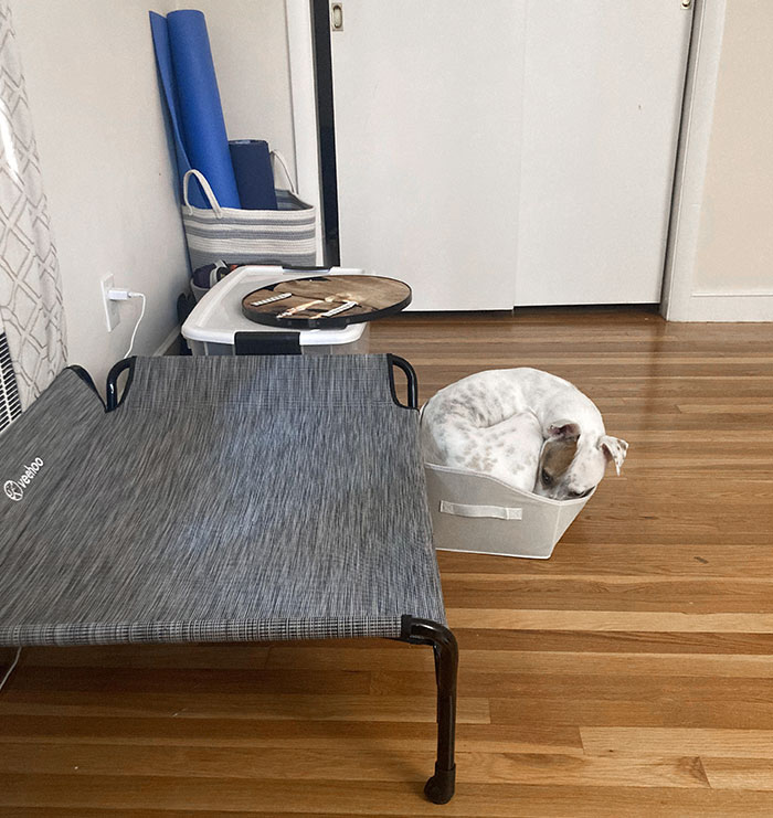 50 Dogs Who Clearly Think They’re Cats, And Honestly, No One Can Blame Them (New Pics)