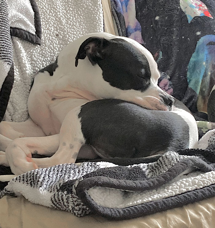 50 Dogs Who Clearly Think They’re Cats, And Honestly, No One Can Blame Them (New Pics)