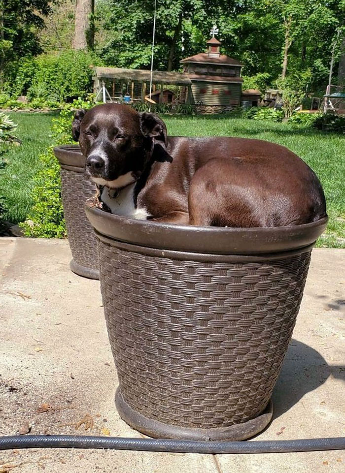 50 Dogs Who Clearly Think They’re Cats, And Honestly, No One Can Blame Them (New Pics)