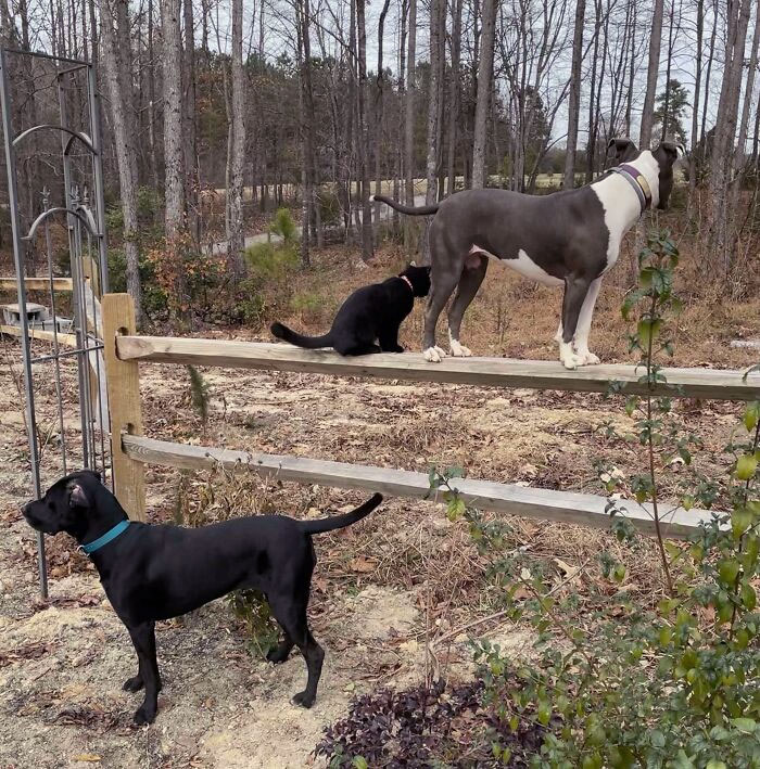 50 Dogs Who Clearly Think They’re Cats, And Honestly, No One Can Blame Them (New Pics)