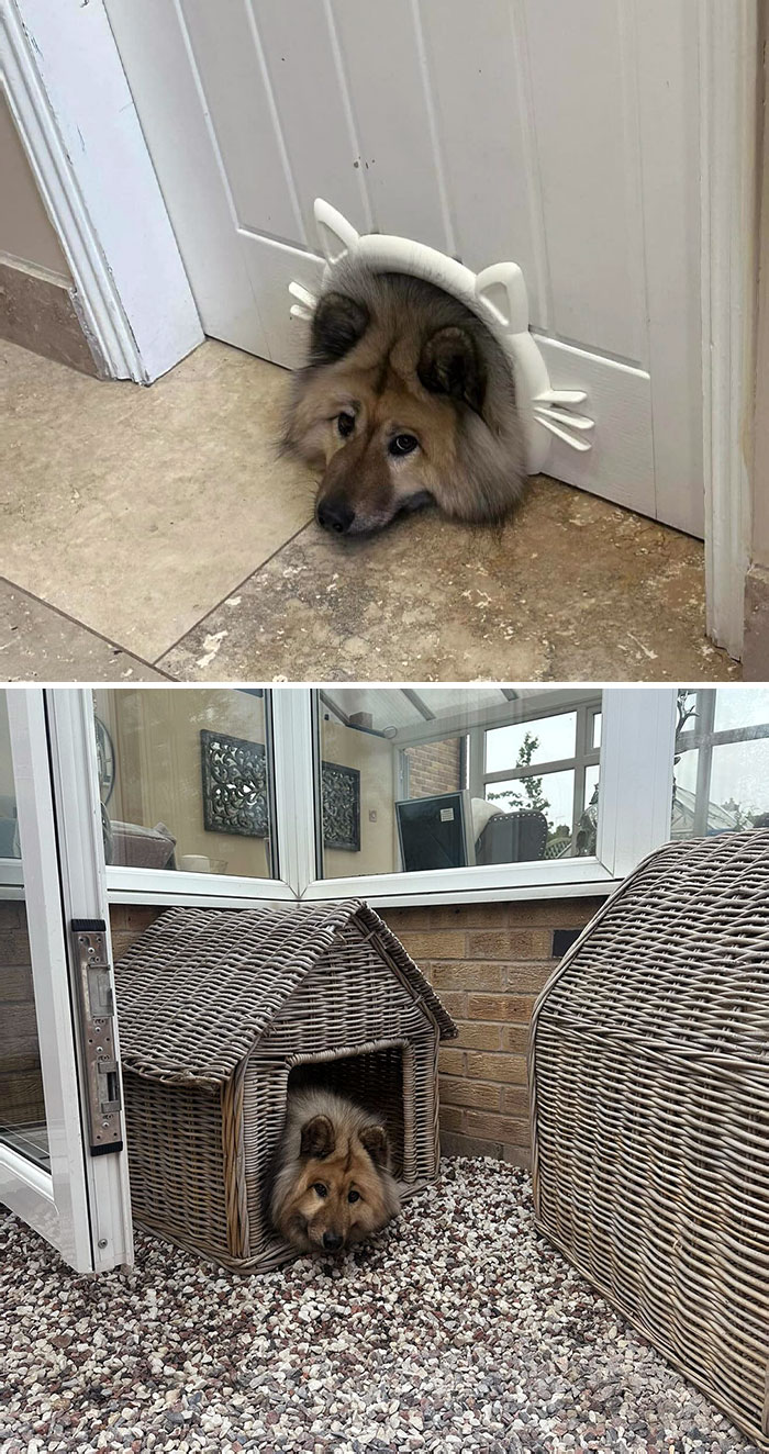 50 Dogs Who Clearly Think They’re Cats, And Honestly, No One Can Blame Them (New Pics)
