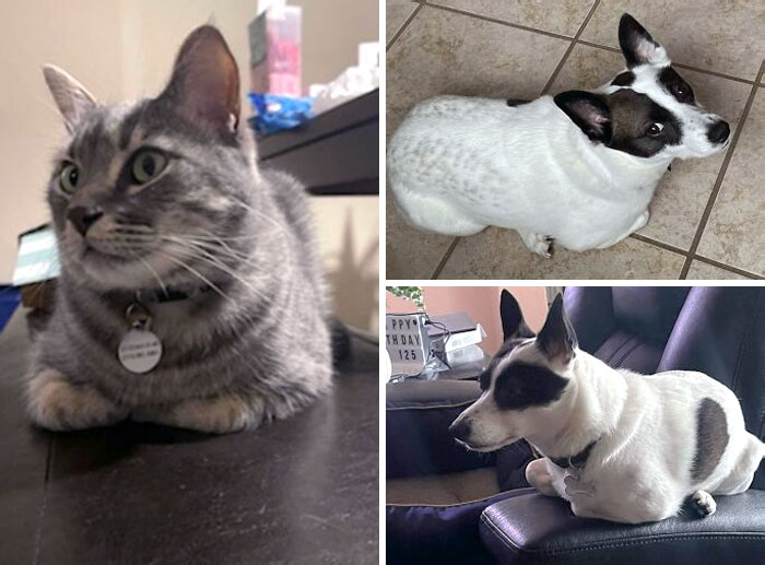 50 Dogs Who Clearly Think They’re Cats, And Honestly, No One Can Blame Them (New Pics)
