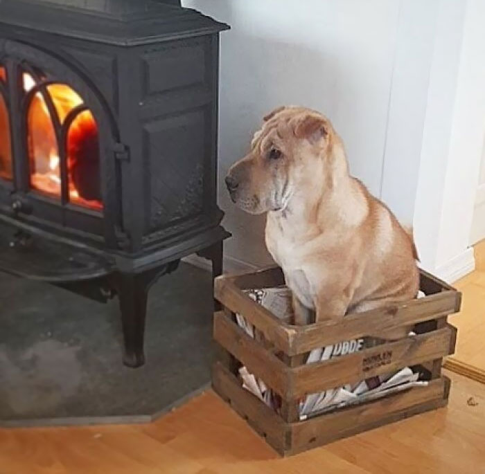 50 Dogs Who Clearly Think They’re Cats, And Honestly, No One Can Blame Them (New Pics)