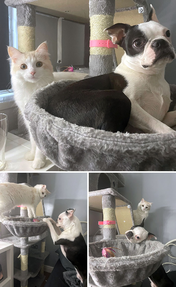 50 Dogs Who Clearly Think They’re Cats, And Honestly, No One Can Blame Them (New Pics)