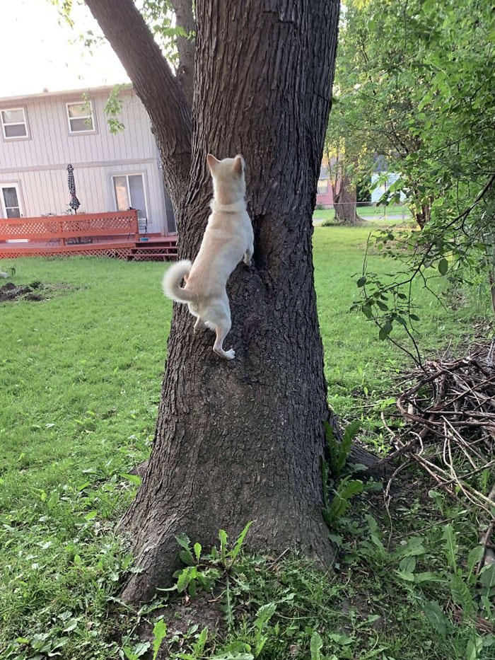 50 Dogs Who Clearly Think They’re Cats, And Honestly, No One Can Blame Them (New Pics)