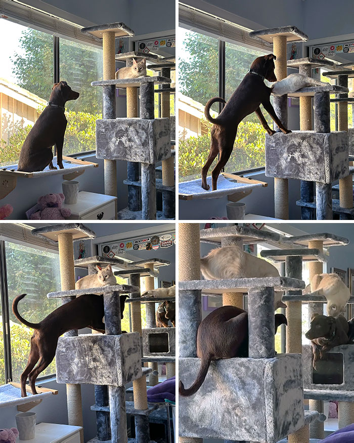 50 Dogs Who Clearly Think They’re Cats, And Honestly, No One Can Blame Them (New Pics)
