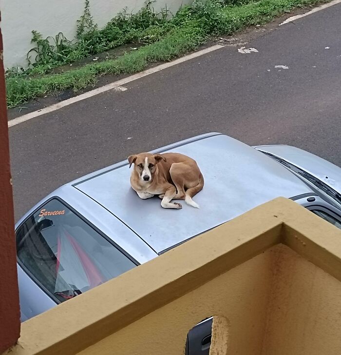 50 Dogs Who Clearly Think They’re Cats, And Honestly, No One Can Blame Them (New Pics)