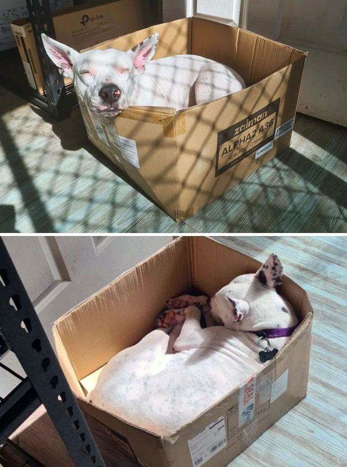 50 Dogs Who Clearly Think They’re Cats, And Honestly, No One Can Blame Them (New Pics)