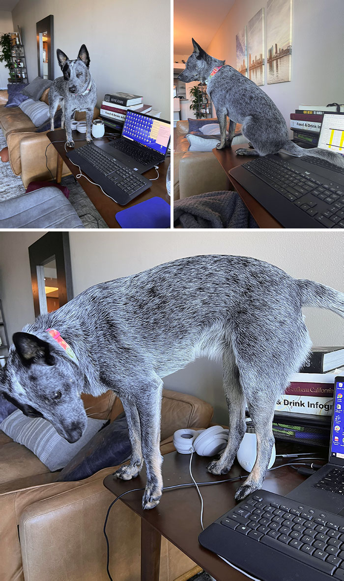 50 Dogs Who Clearly Think They’re Cats, And Honestly, No One Can Blame Them (New Pics)