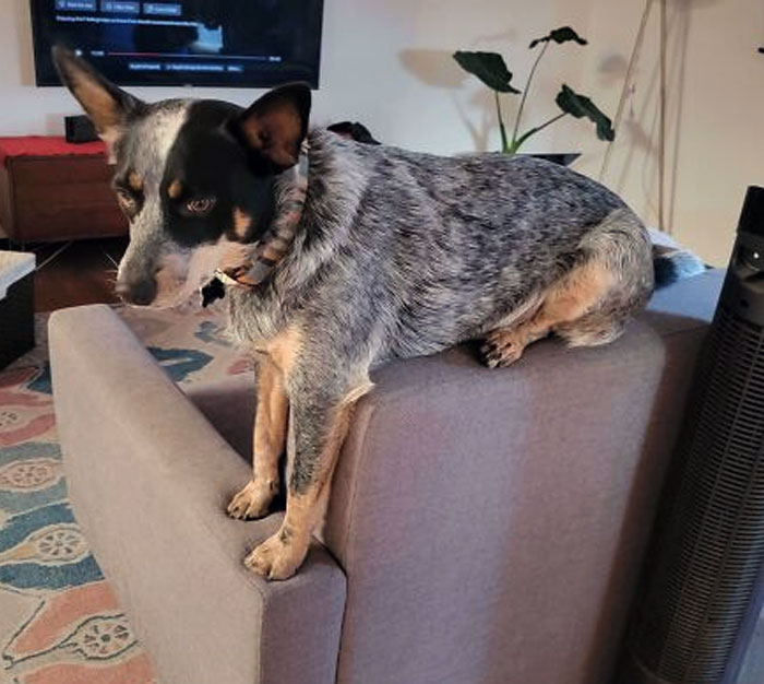 50 Dogs Who Clearly Think They’re Cats, And Honestly, No One Can Blame Them (New Pics)