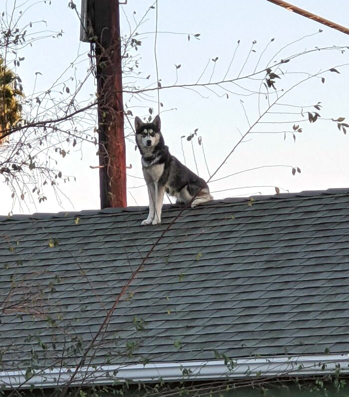 50 Dogs Who Clearly Think They’re Cats, And Honestly, No One Can Blame Them (New Pics)