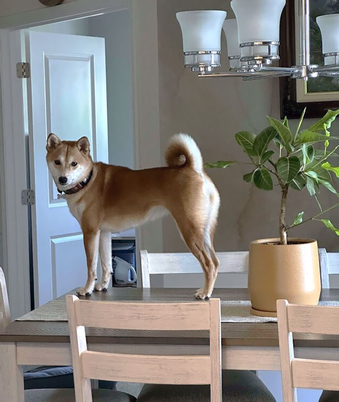 50 Dogs Who Clearly Think They’re Cats, And Honestly, No One Can Blame Them (New Pics)