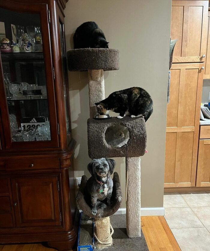 50 Dogs Who Clearly Think They’re Cats, And Honestly, No One Can Blame Them (New Pics)