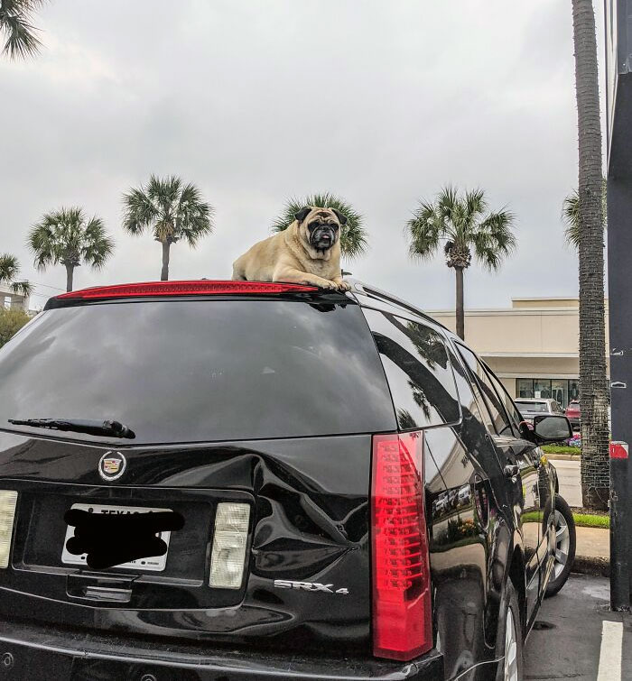 50 Dogs Who Clearly Think They’re Cats, And Honestly, No One Can Blame Them (New Pics)