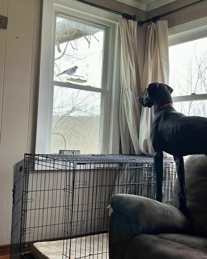 50 Dogs Who Clearly Think They’re Cats, And Honestly, No One Can Blame Them (New Pics)