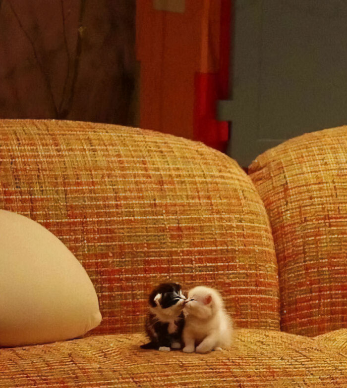 50 Cats That May Leave You Laughing So Hard You’ll Forget All Your Worries For A Minute (New Pics)