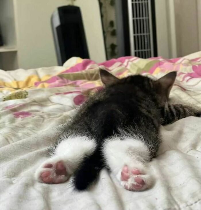 50 Cats That May Leave You Laughing So Hard You’ll Forget All Your Worries For A Minute (New Pics)