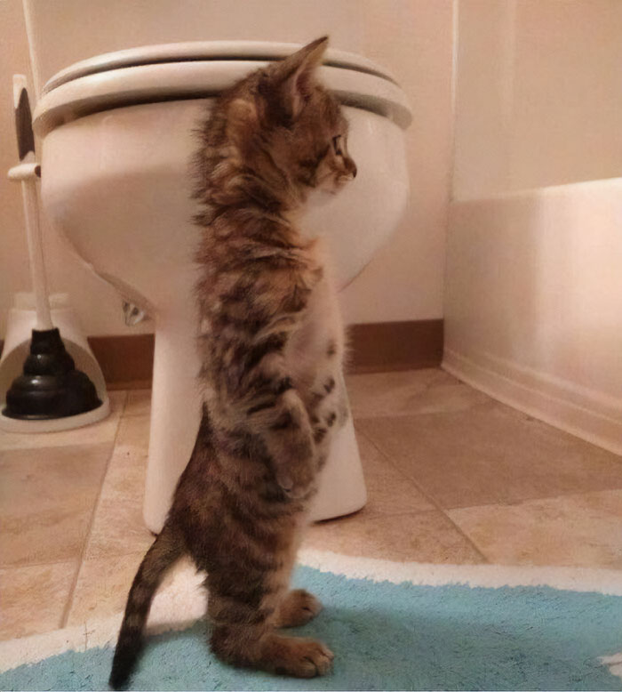 50 Cats That May Leave You Laughing So Hard You’ll Forget All Your Worries For A Minute (New Pics)