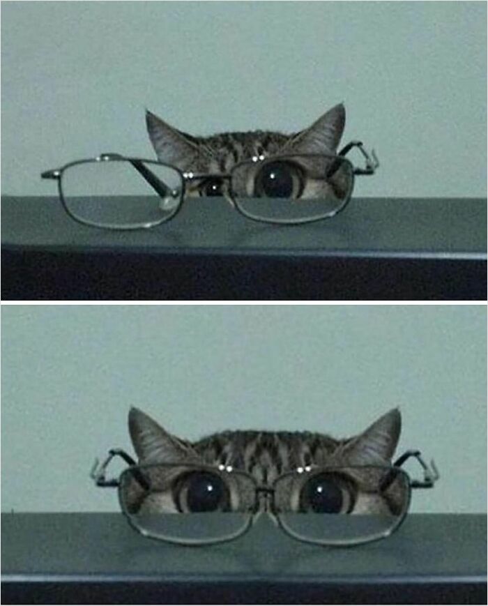50 Cats That May Leave You Laughing So Hard You’ll Forget All Your Worries For A Minute (New Pics)