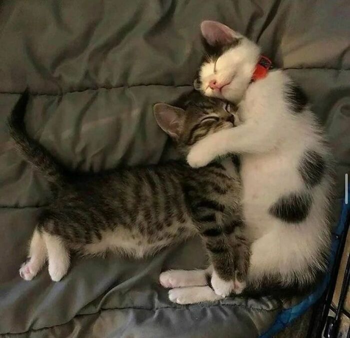 50 Cats That May Leave You Laughing So Hard You’ll Forget All Your Worries For A Minute (New Pics)