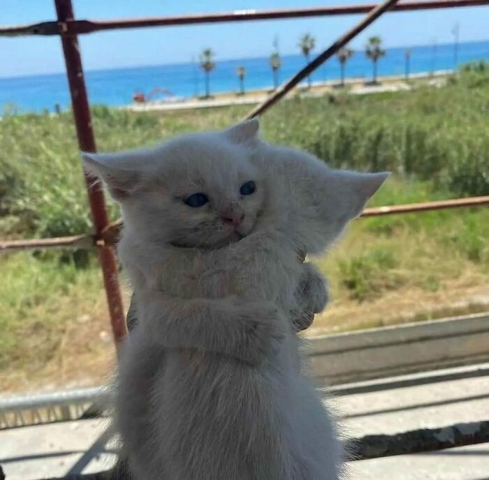 50 Cats That May Leave You Laughing So Hard You’ll Forget All Your Worries For A Minute (New Pics)