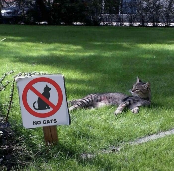 50 Cats That May Leave You Laughing So Hard You’ll Forget All Your Worries For A Minute (New Pics)
