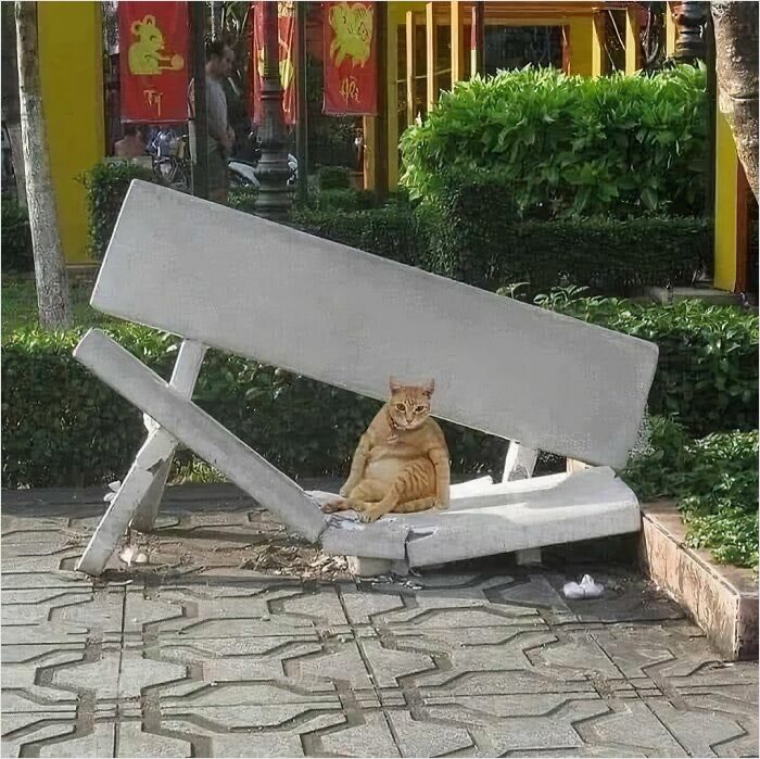50 Cats That May Leave You Laughing So Hard You’ll Forget All Your Worries For A Minute (New Pics)