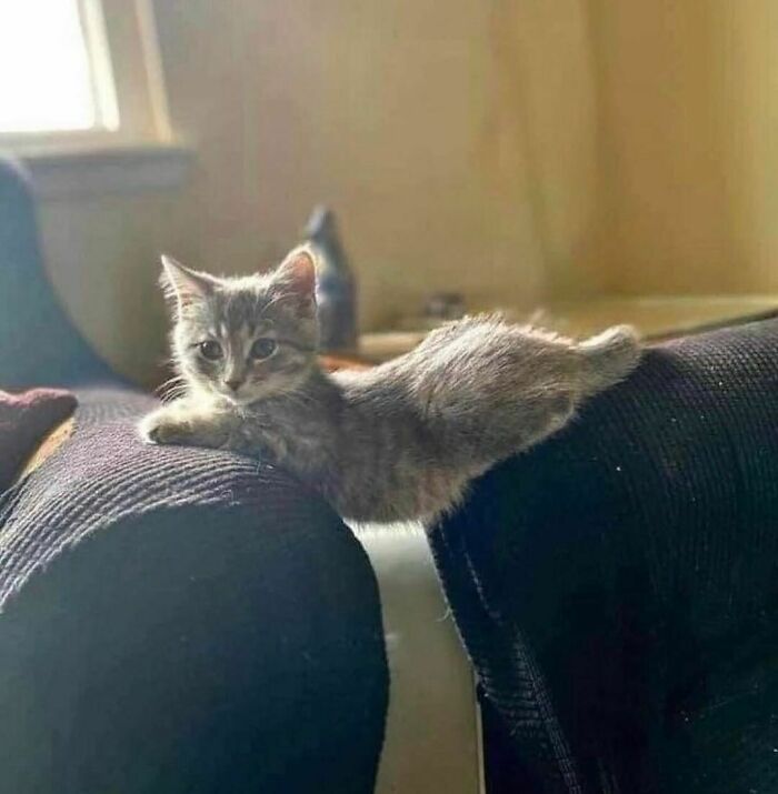 50 Cats That May Leave You Laughing So Hard You’ll Forget All Your Worries For A Minute (New Pics)