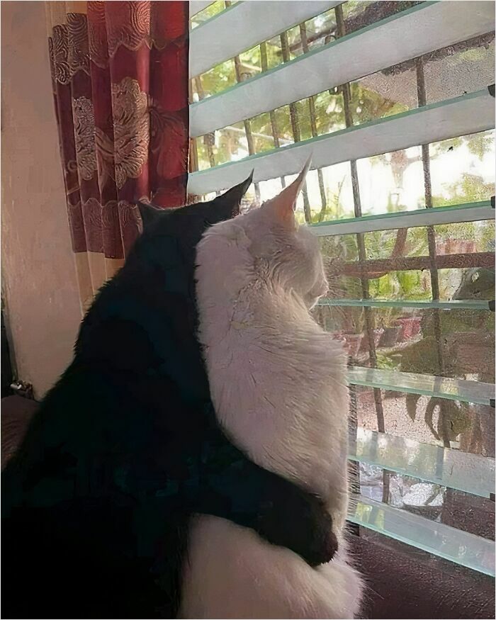 50 Cats That May Leave You Laughing So Hard You’ll Forget All Your Worries For A Minute (New Pics)