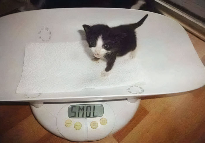 50 Cats That May Leave You Laughing So Hard You’ll Forget All Your Worries For A Minute (New Pics)