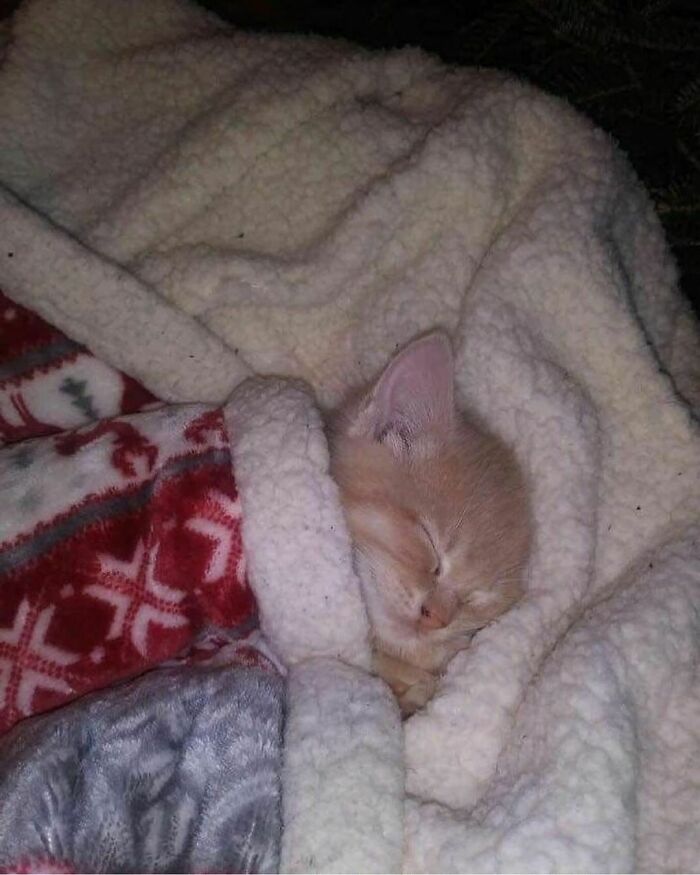 50 Cats That May Leave You Laughing So Hard You’ll Forget All Your Worries For A Minute (New Pics)