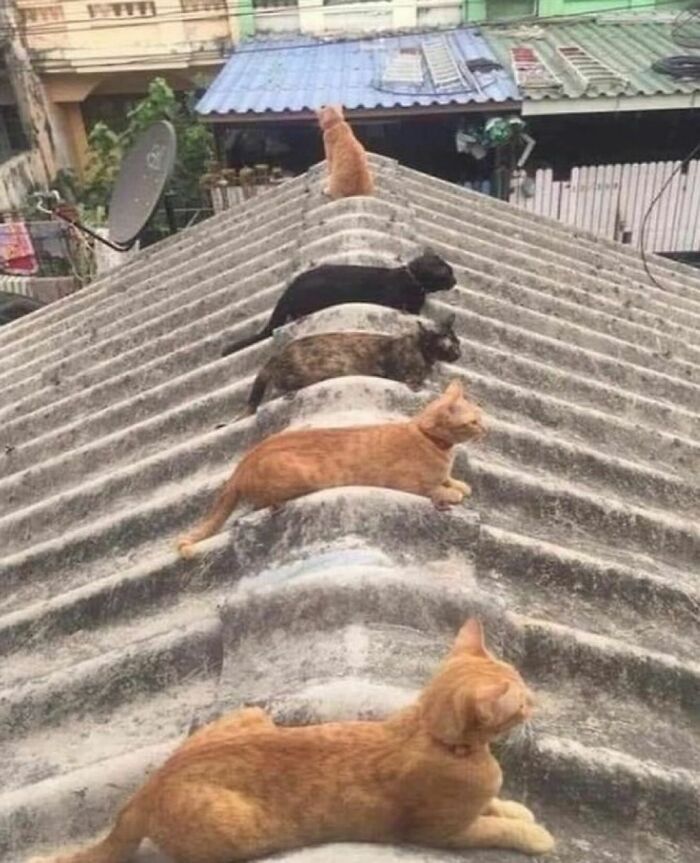 50 Cats That May Leave You Laughing So Hard You’ll Forget All Your Worries For A Minute (New Pics)