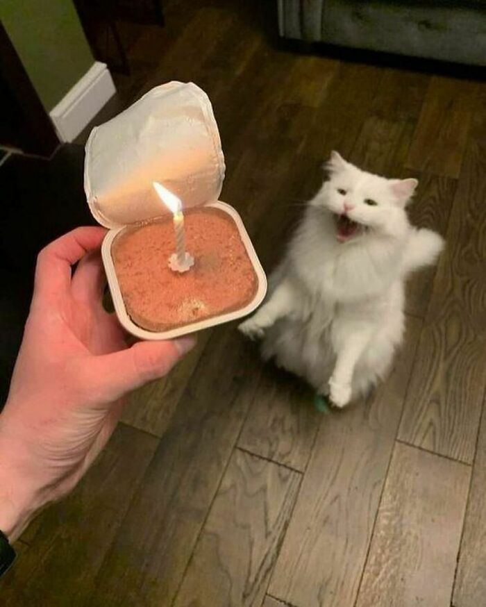 50 Cats That May Leave You Laughing So Hard You’ll Forget All Your Worries For A Minute (New Pics)